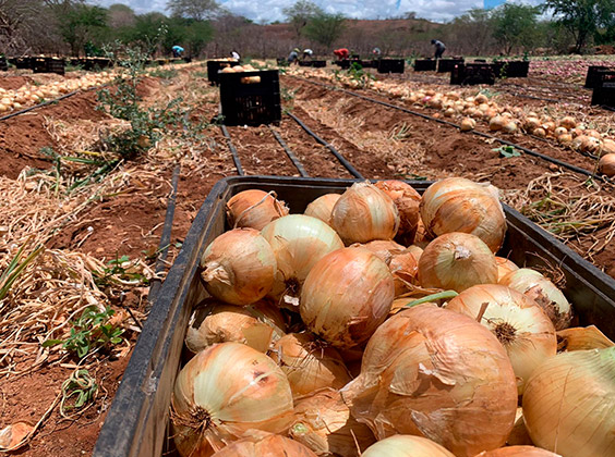 terra tecnologia agrícola