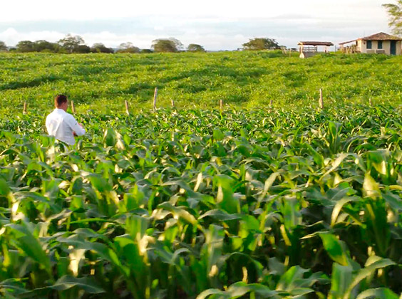 terra tecnologia agrícola